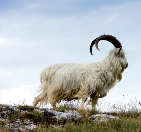 CASHMERE WOOL - THE LUXURY FASHION FROM THE FAR EAST