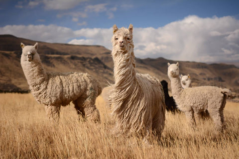 ALPACA WOOL - THE FLEECE OF THE GODS