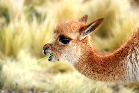 VICUÑA: THE MOST VALUABLE OF ALL FABRICS